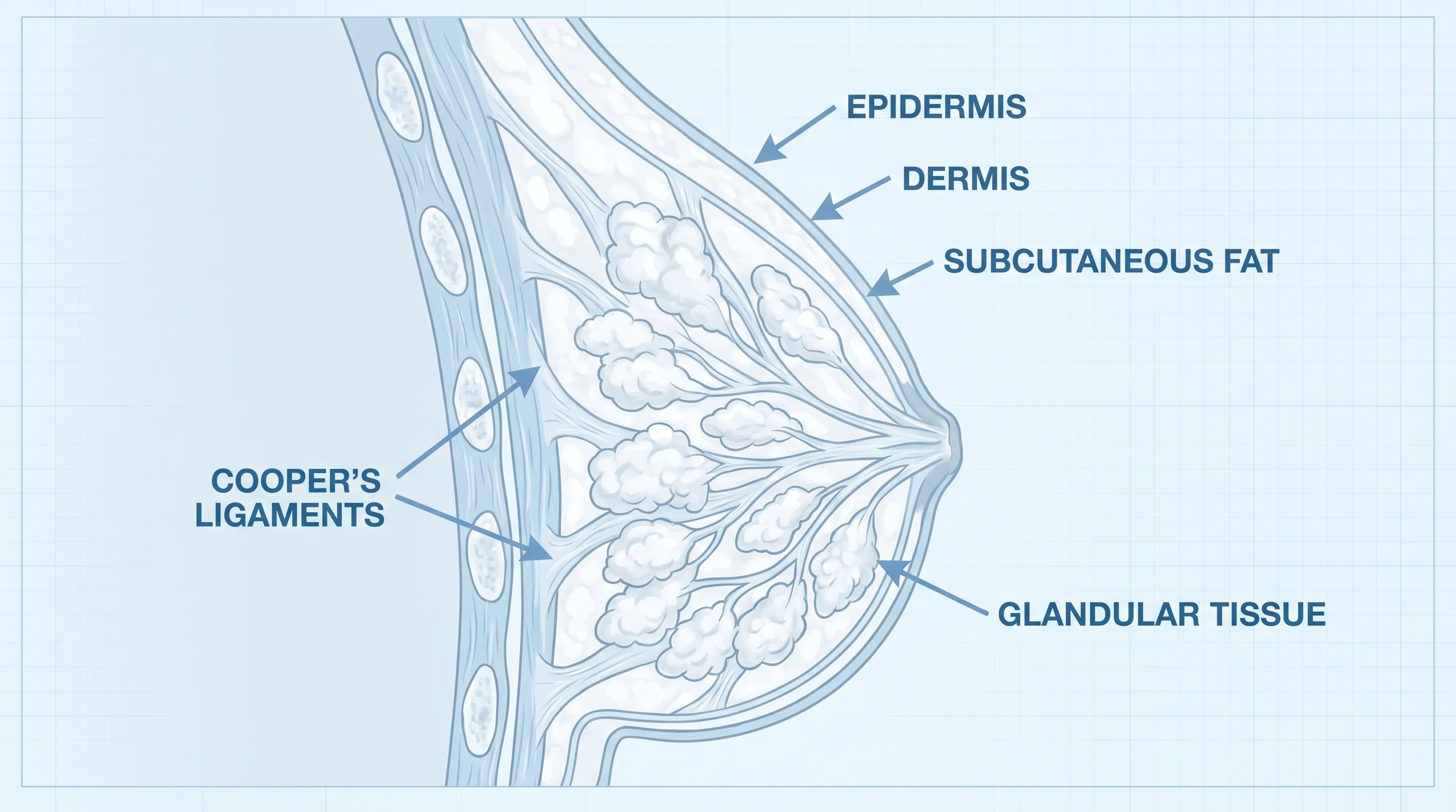 Professional anatomical illustration showing healthy breast tissue layers, Cooper's ligaments, and supportive musculature in soft blue clinical tones