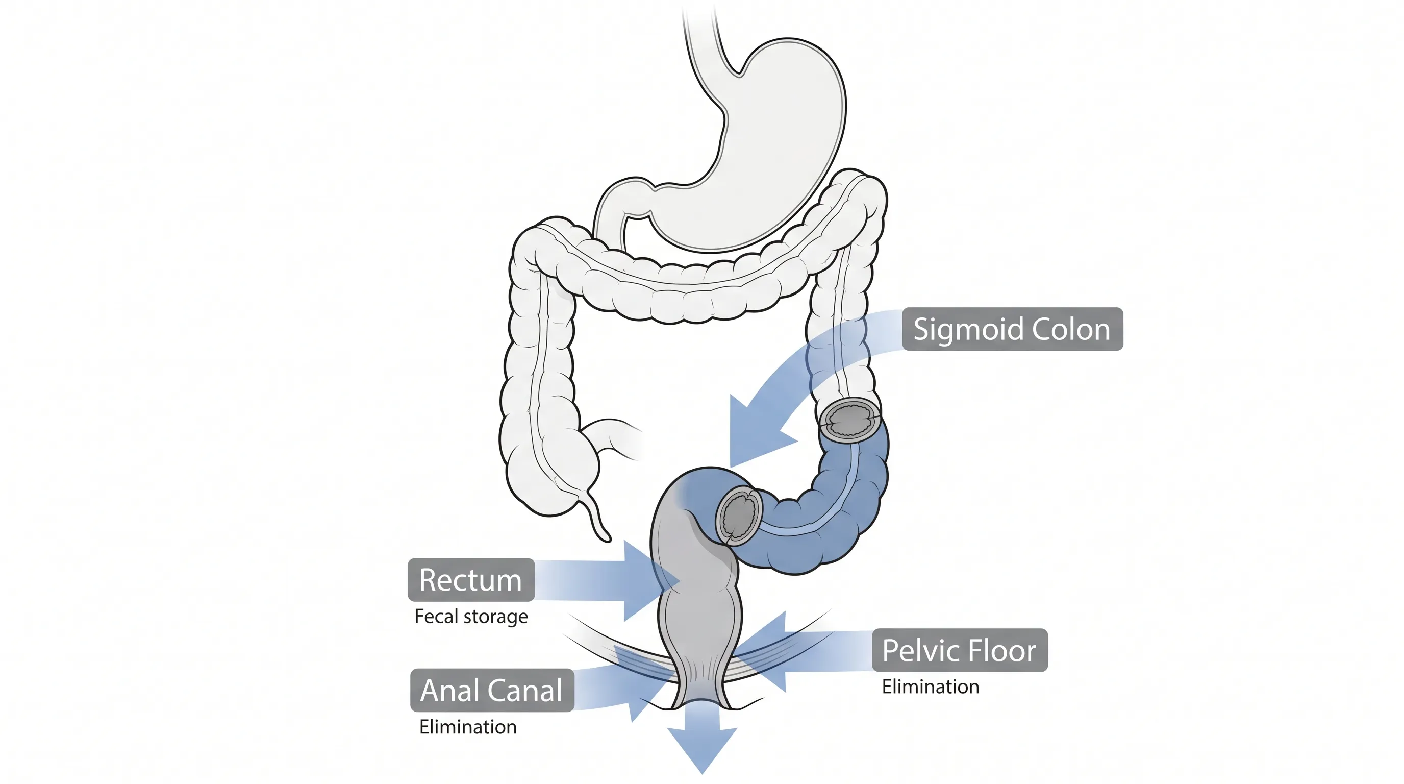 Detaillierte anatomische Darstellung des unteren Verdauungstrakts mit Hervorhebung des Rektums und der umgebenden Beckenstrukturen, medizinische Lehrillustration
