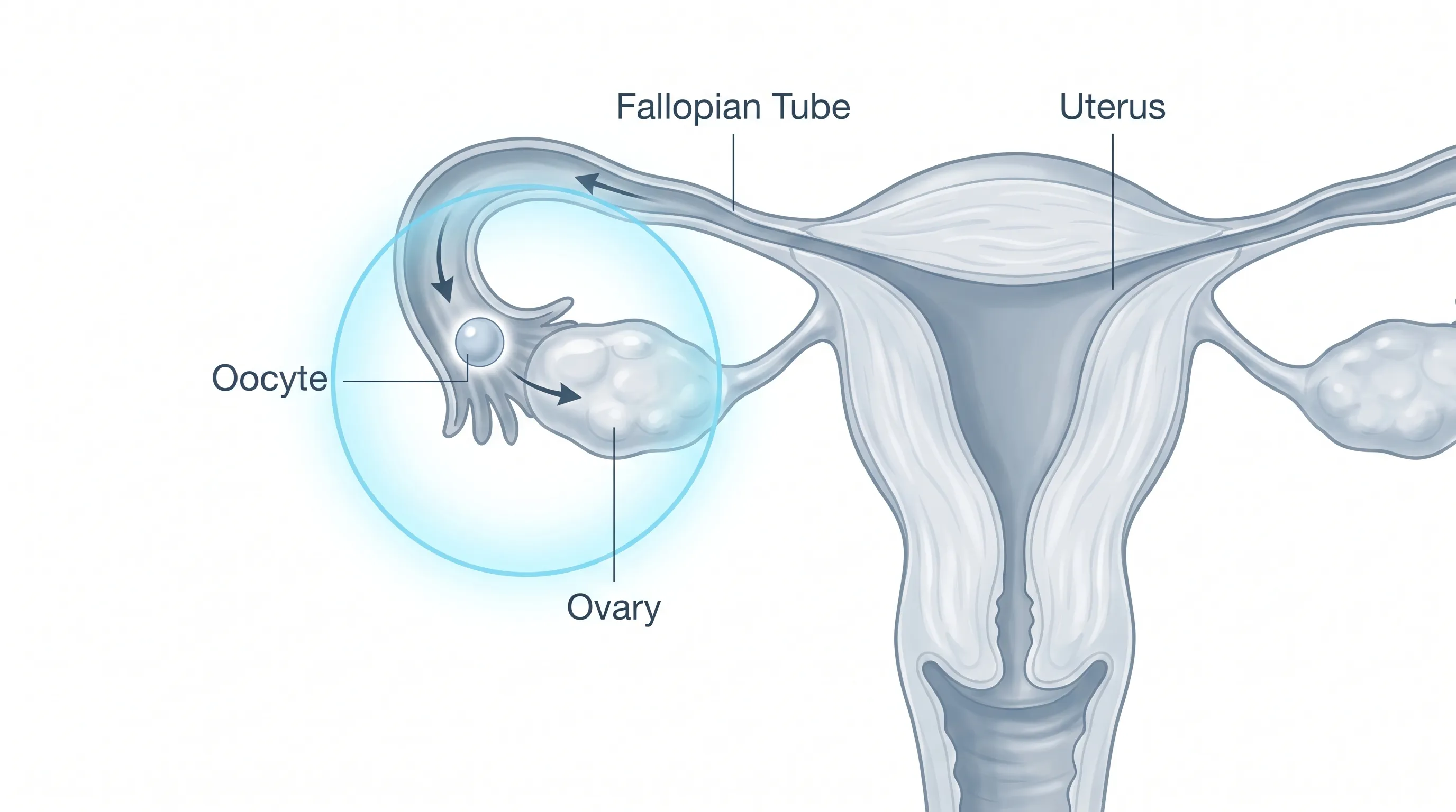 A detailed medical illustration showing the female reproductive system with a highlighted ovary releasing an oocyte into the fallopian tube, clean clinical style with gray and blue tones