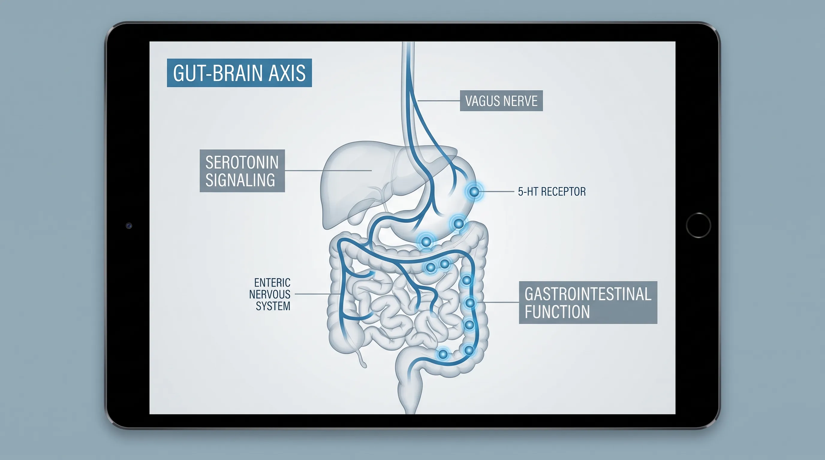 A professional medical illustration showing the human gastrointestinal tract with highlighted nerve pathways and serotonin receptors, clean infographic style, gray and blue color palette