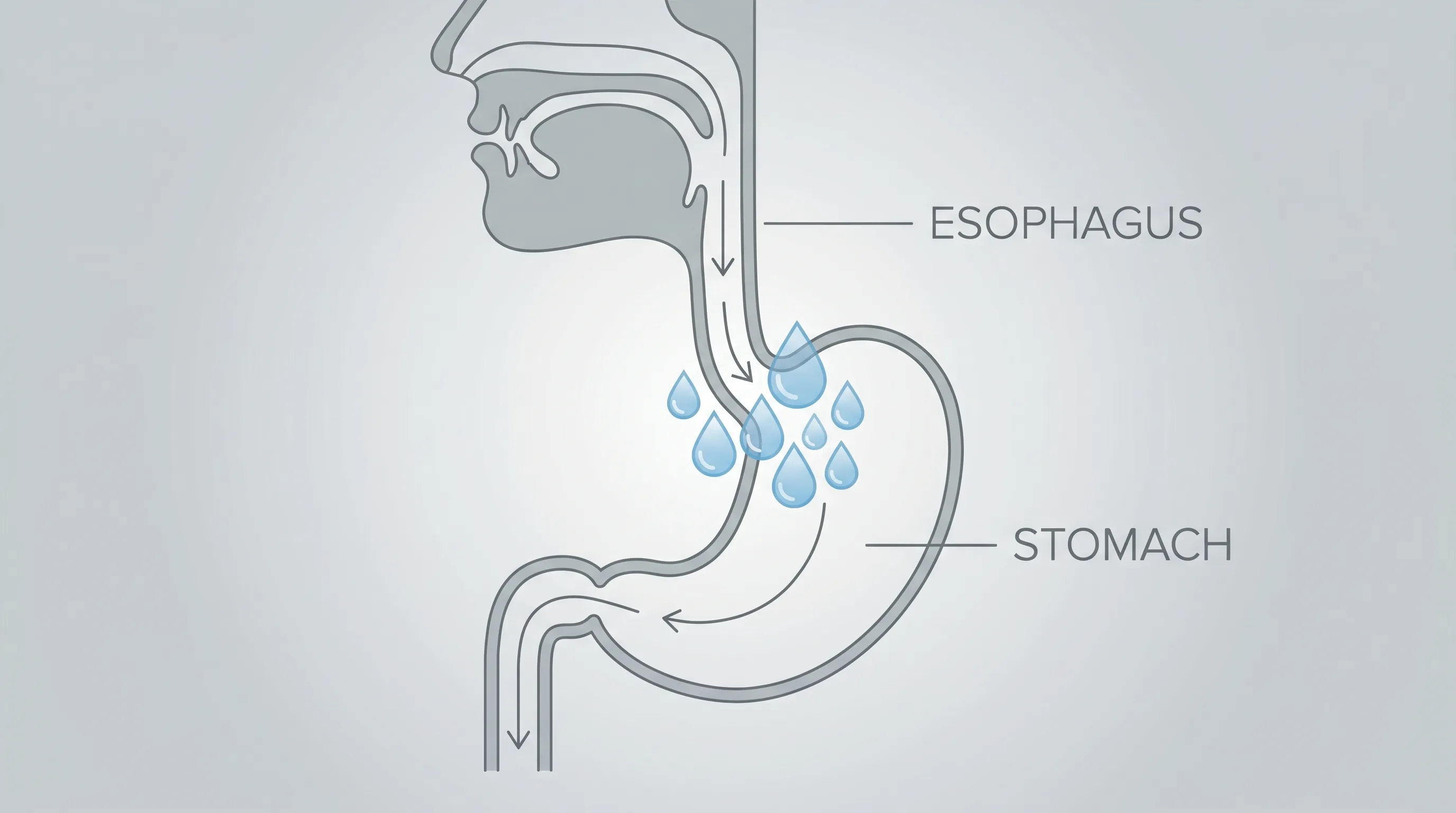 infographic showing the digestive tract with water droplets highlighting esophageal clearance