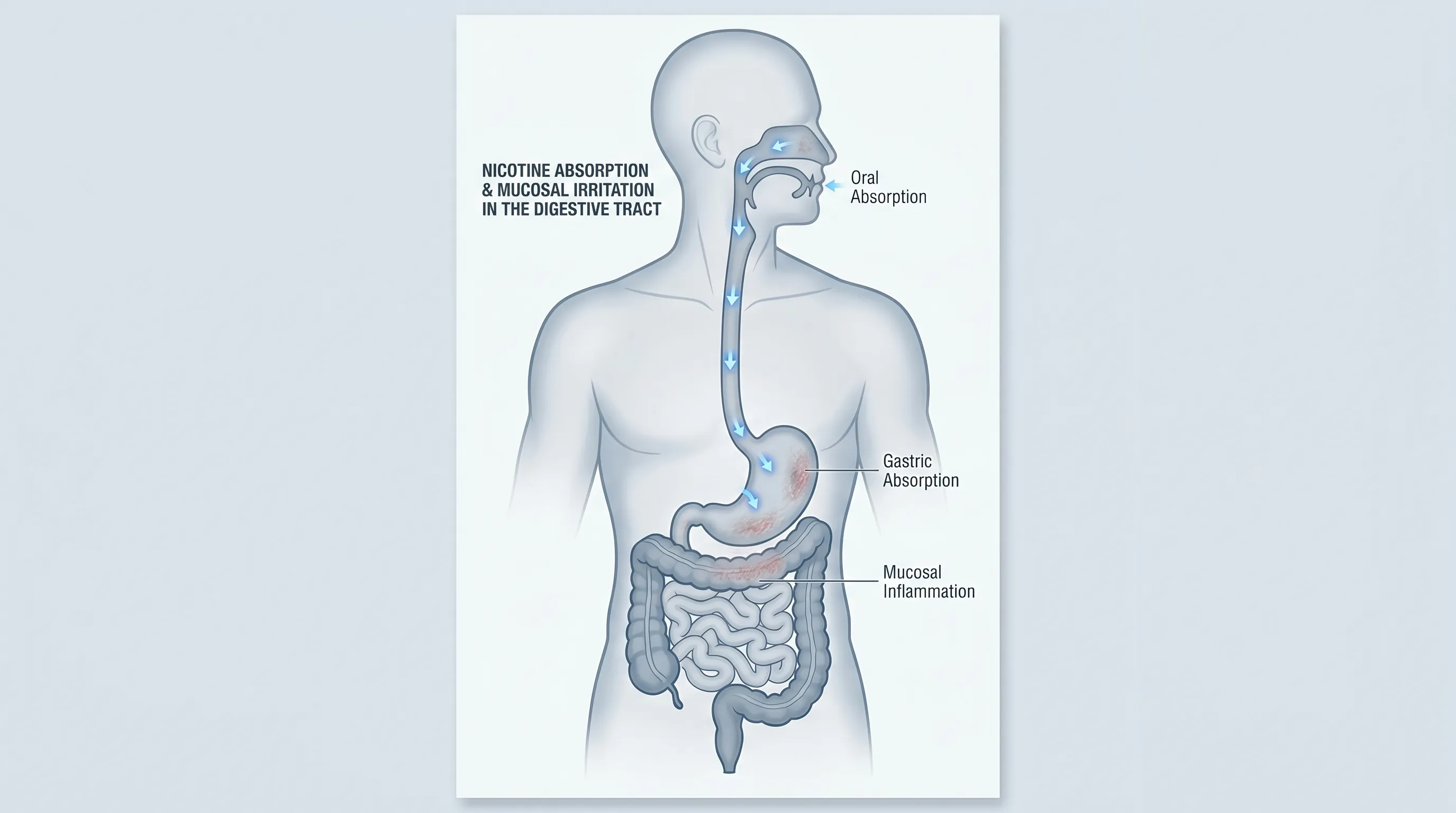 A detailed medical illustration of the human digestive system showing the stomach, intestines, and neural pathways, with soft blue and gray clinical tones highlighting areas affected by inhaled e-cigarette aerosols