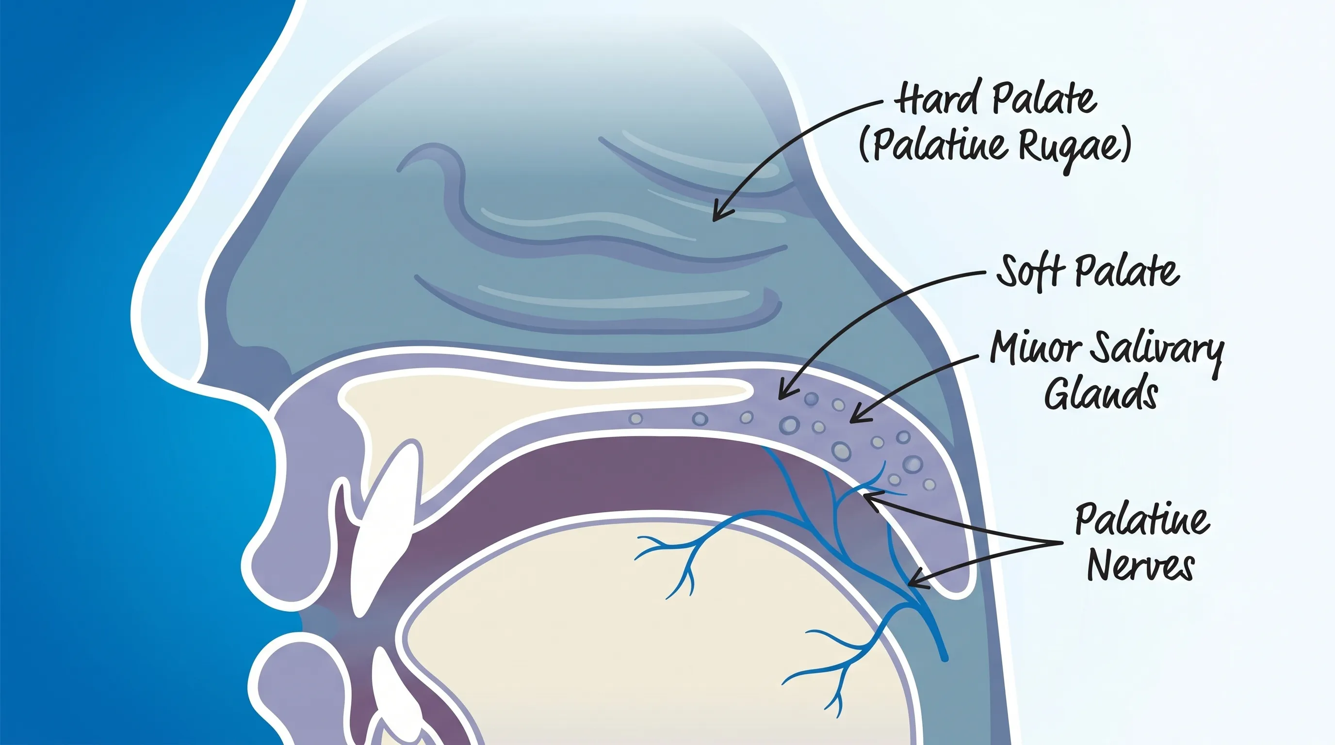 Close-up medical illustration of the human hard and soft palate anatomy with labeled rugae, minor salivary glands, and palatine nerves, clean clinical style, soft blue and white background